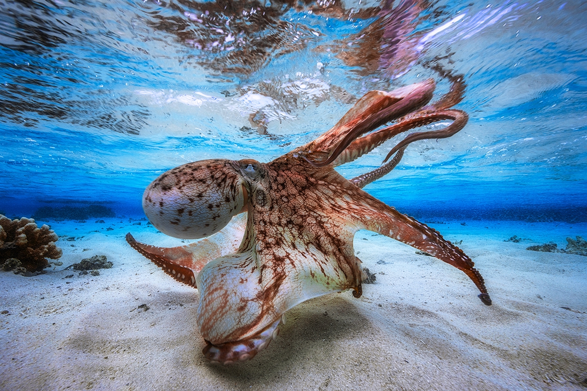 dancing octopus